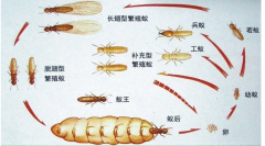 杭州白蚁防治公司提醒业主没见白蚁为什么还要做预防白蚁灭治白蚁
